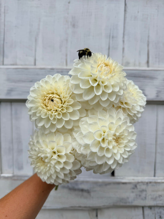 Dahlia Ferncliff Pearl