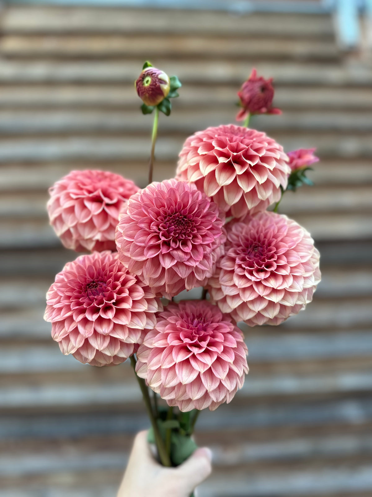 Dahlia SC Keltie Rose