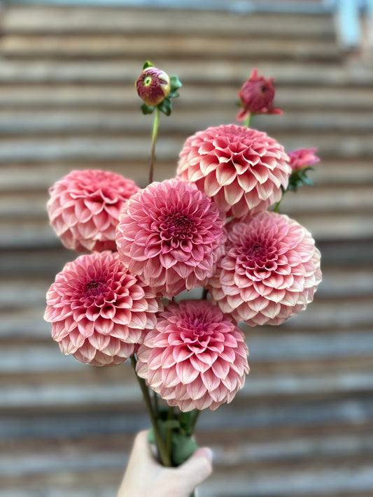 Dahlia SC Keltie Rose