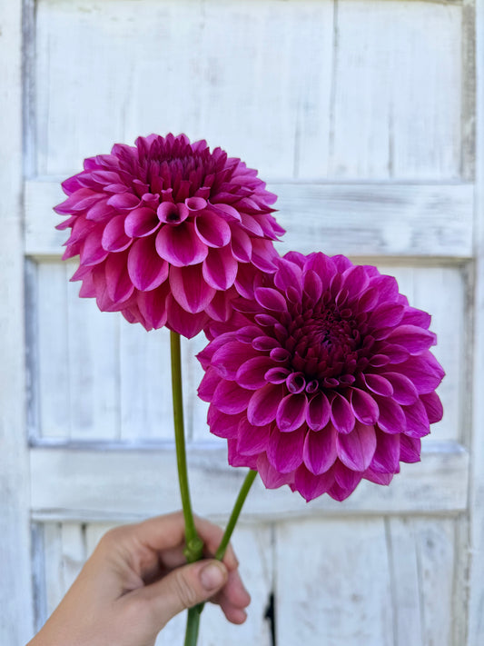 Dahlia Jowey Veronique