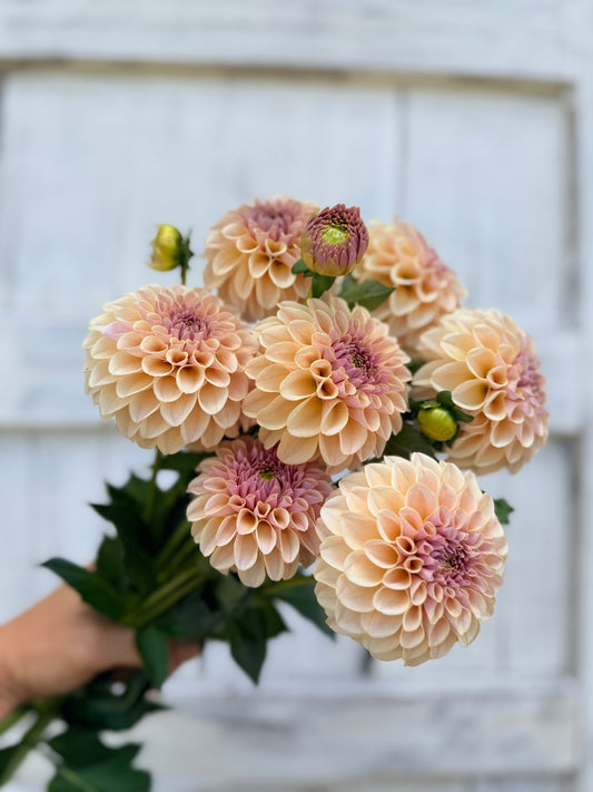 Dahlia SC Cinder Rose