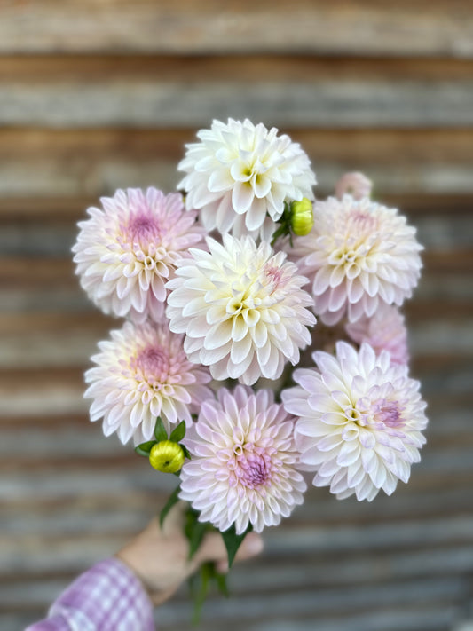 Dahlia Tahoma Stellar Feller