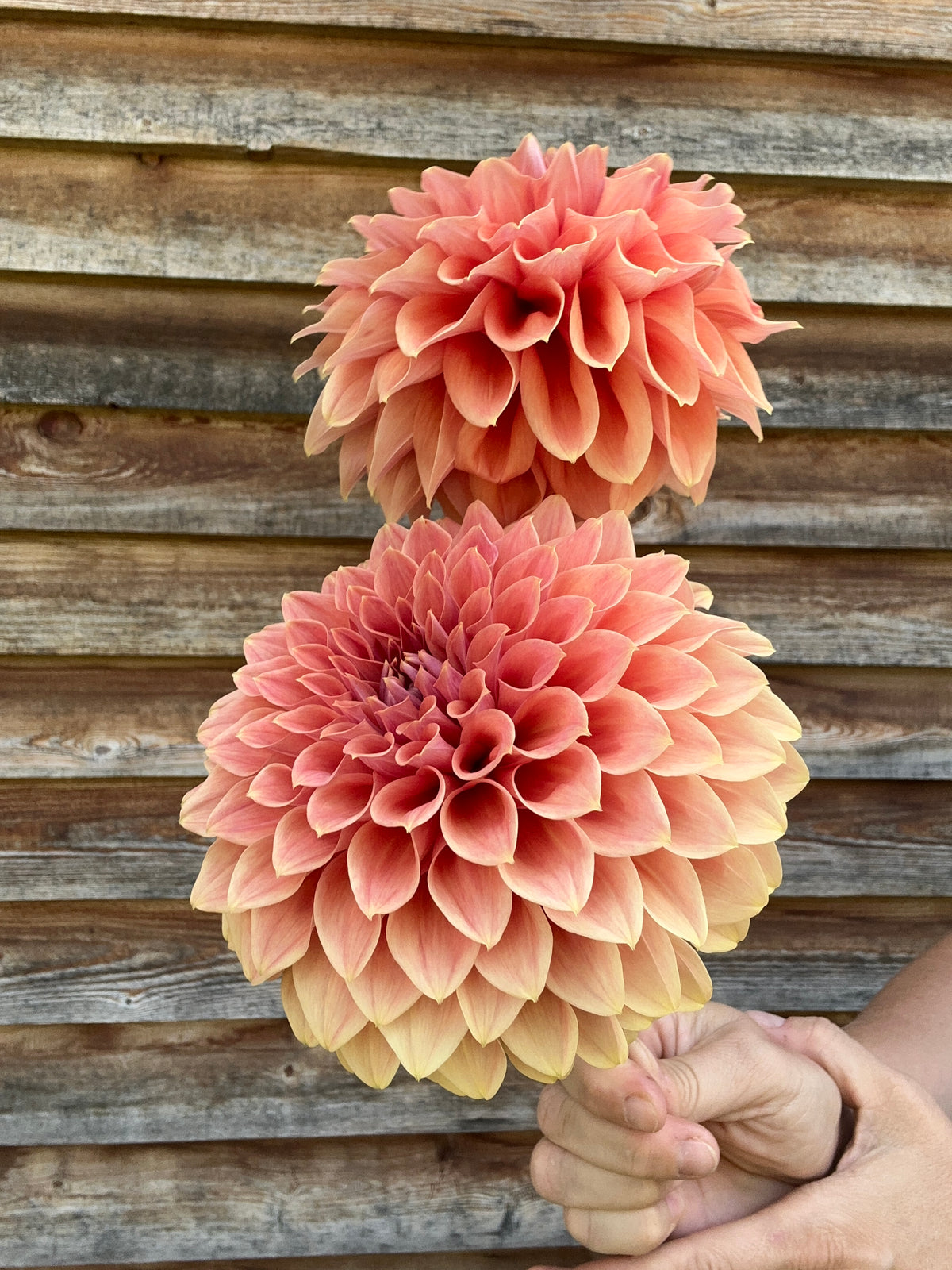 Dahlia Hy Patti