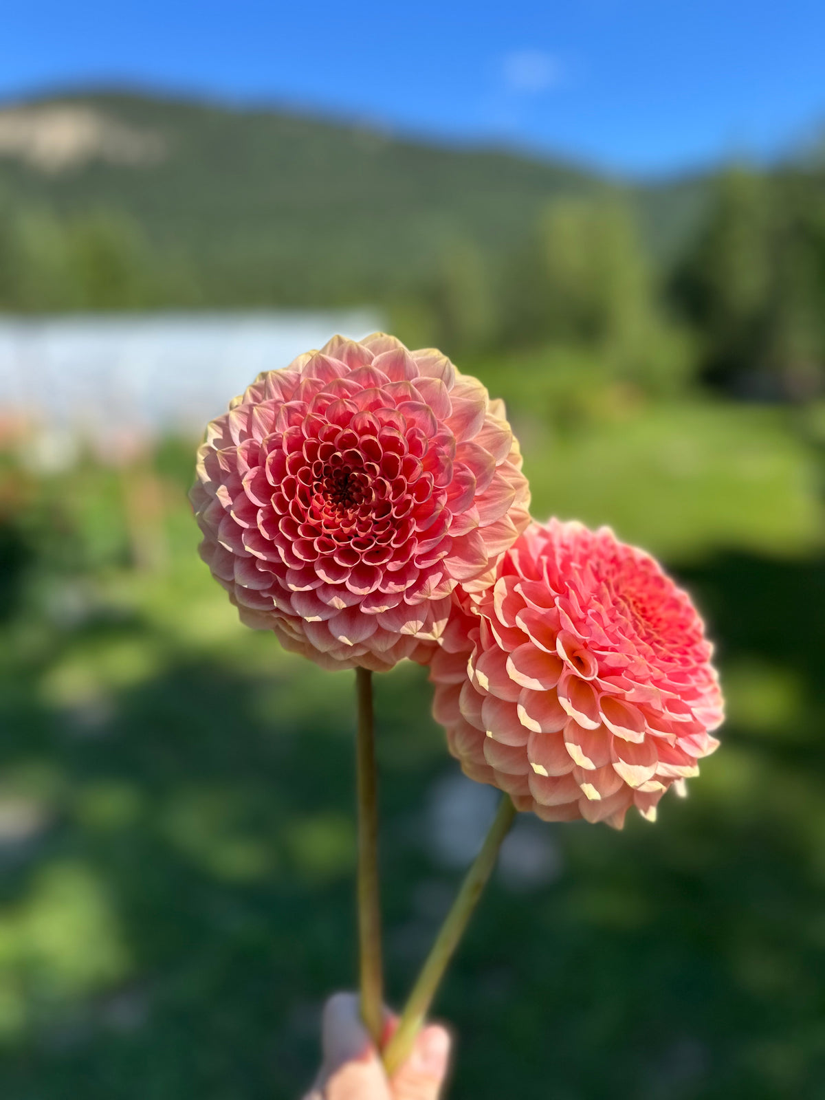 Dahlia 20th Ave Softer Peach
