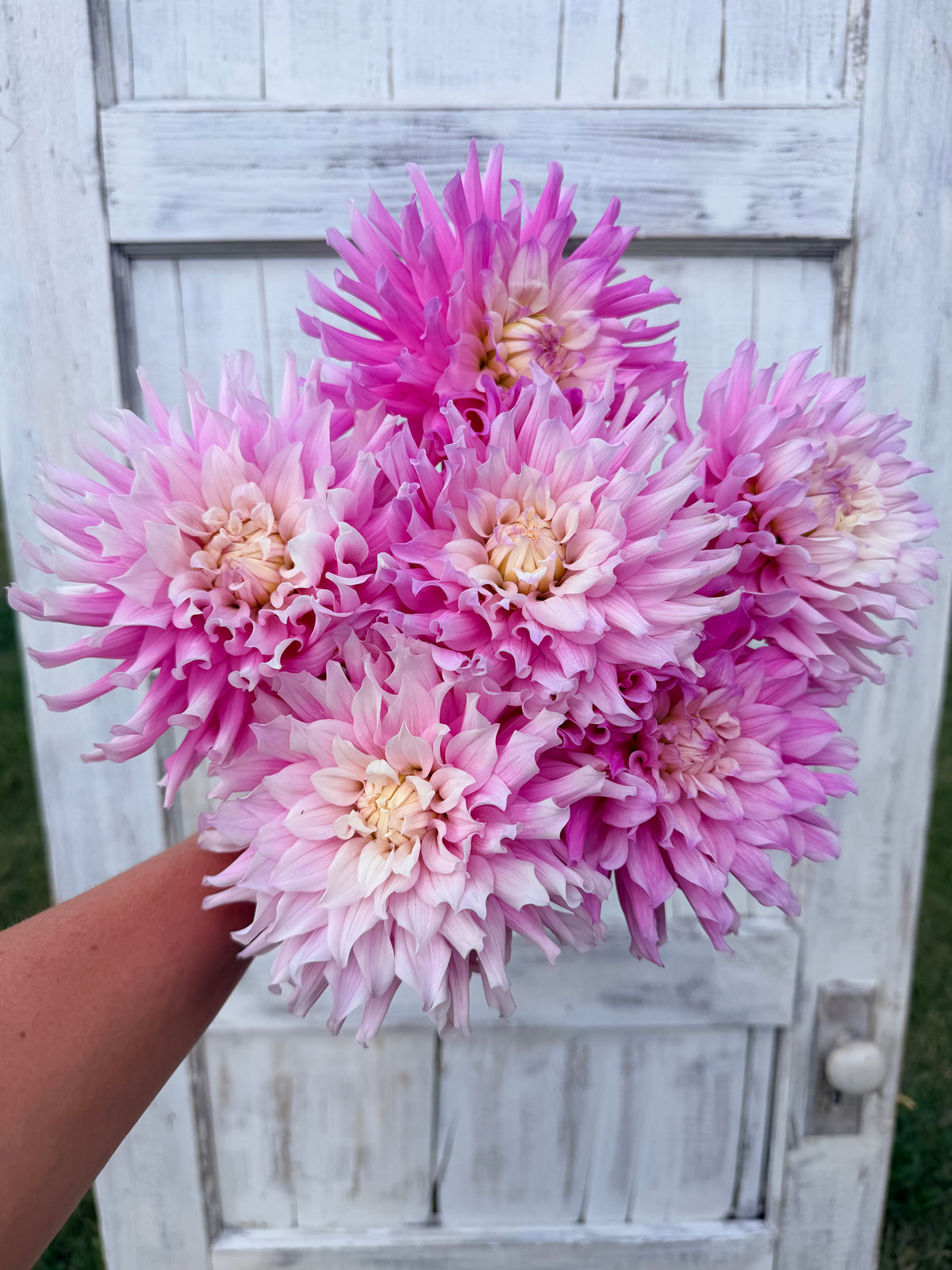 Dahlia Ferncliff Passion