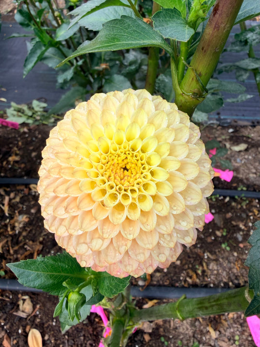 Dahlia Hollyhill Bashful