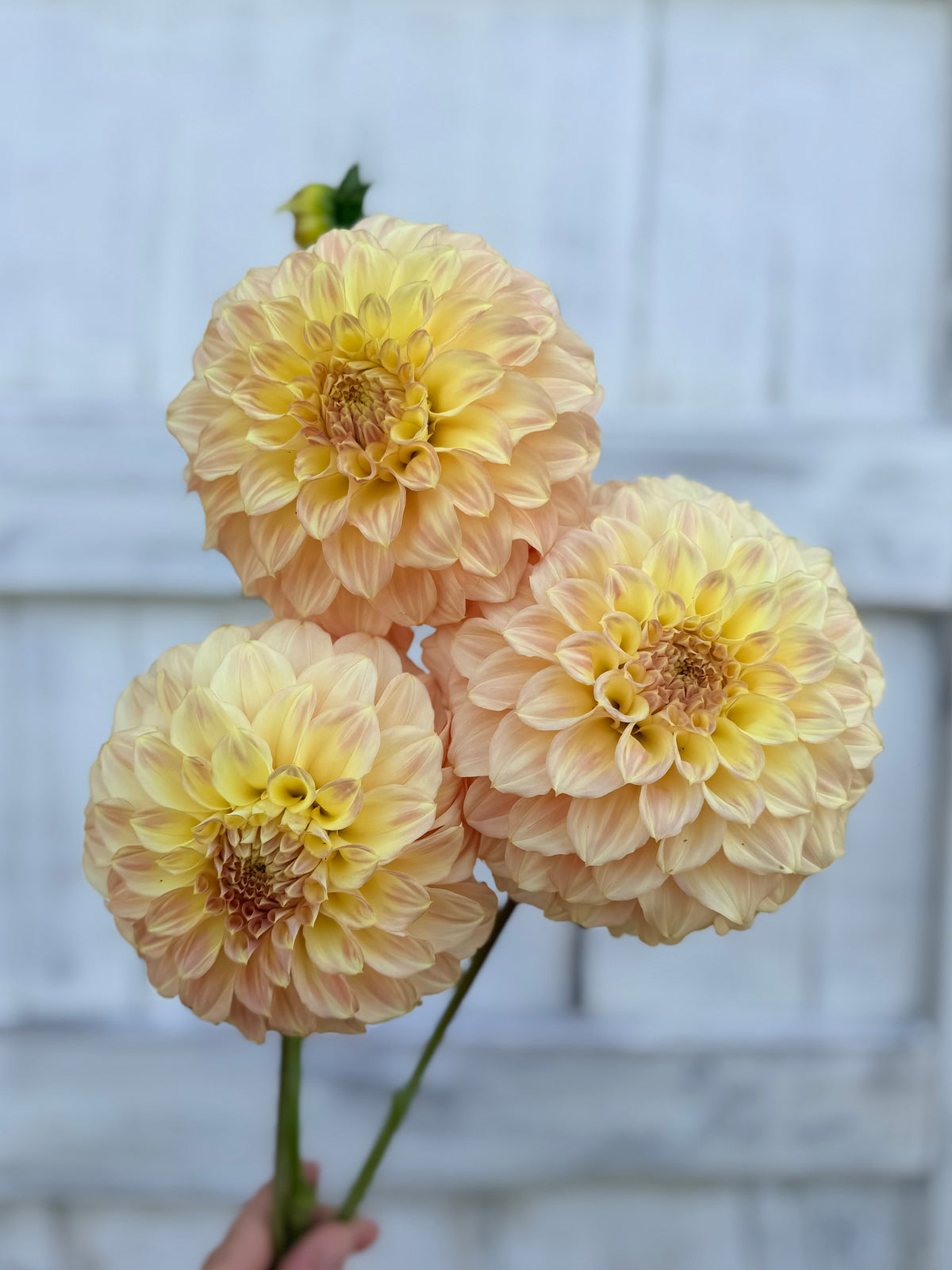 Dahlia Coorabell Astrid