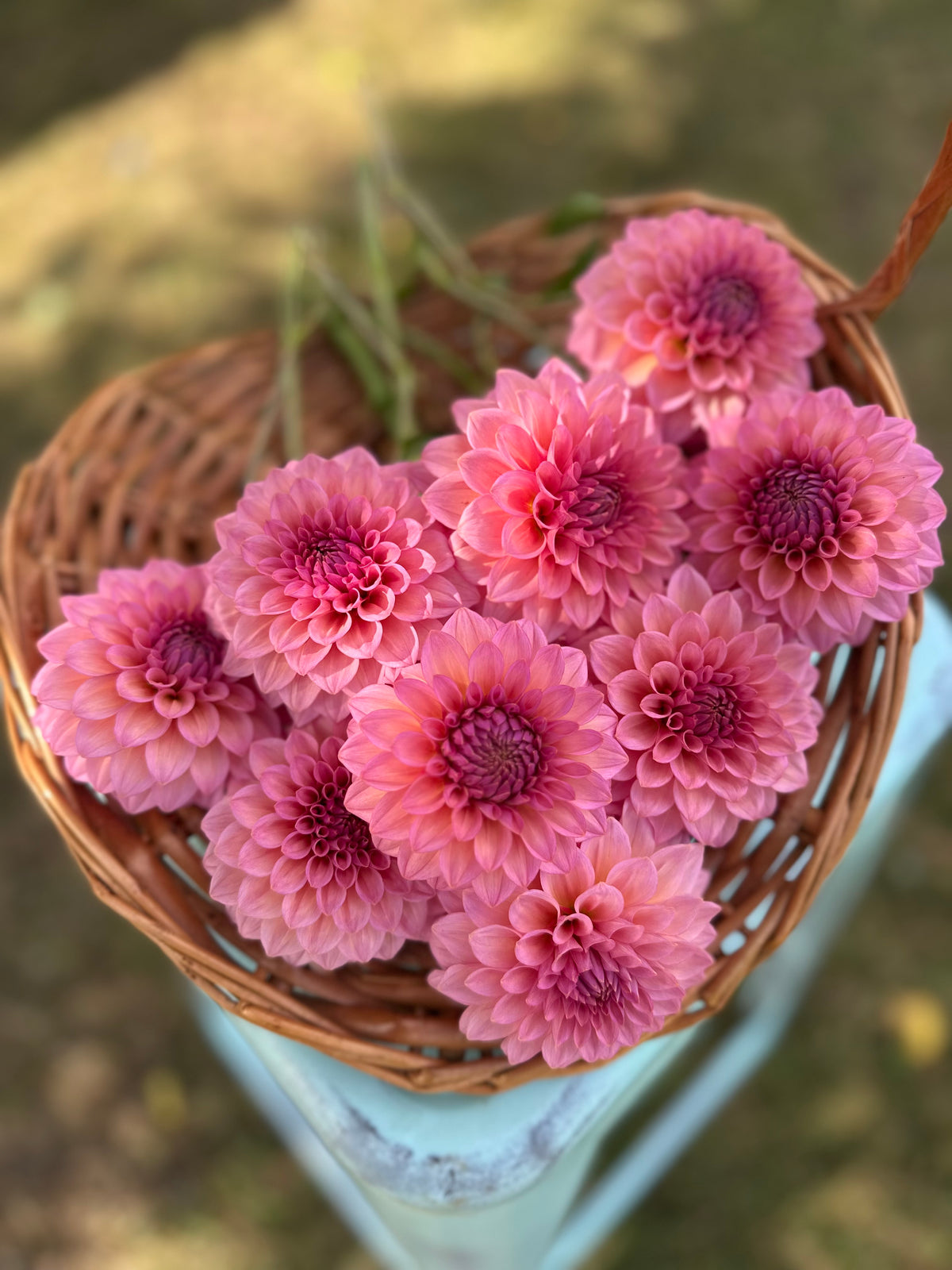 Dahlia Levi's Bubblegum