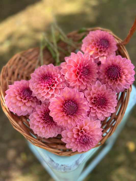 Dahlia Levi's Bubblegum