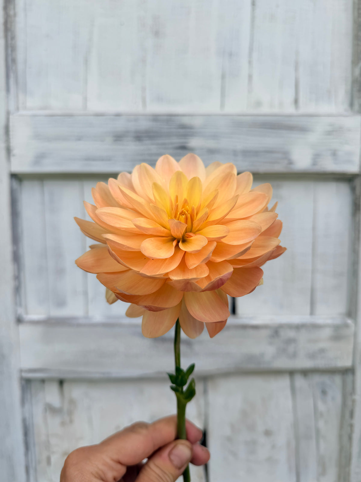 Dahlia Chimacum Cathleen