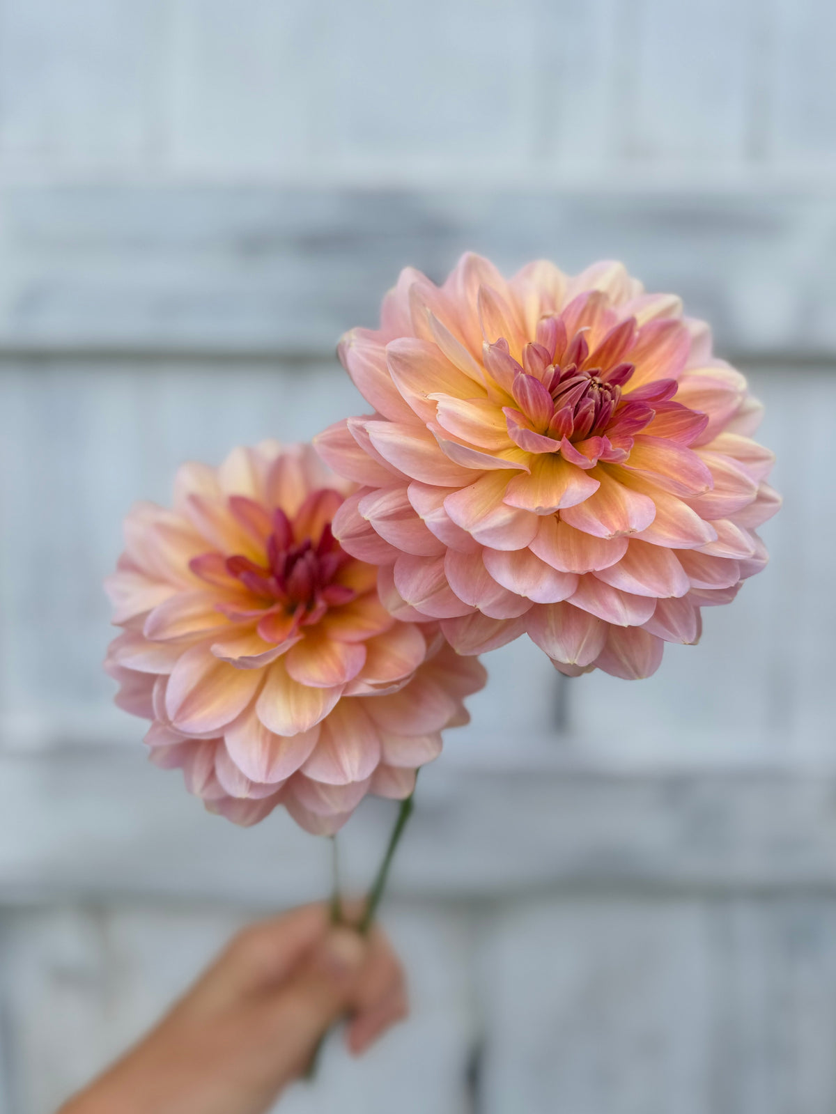 Dahlia Hapet Old Charm