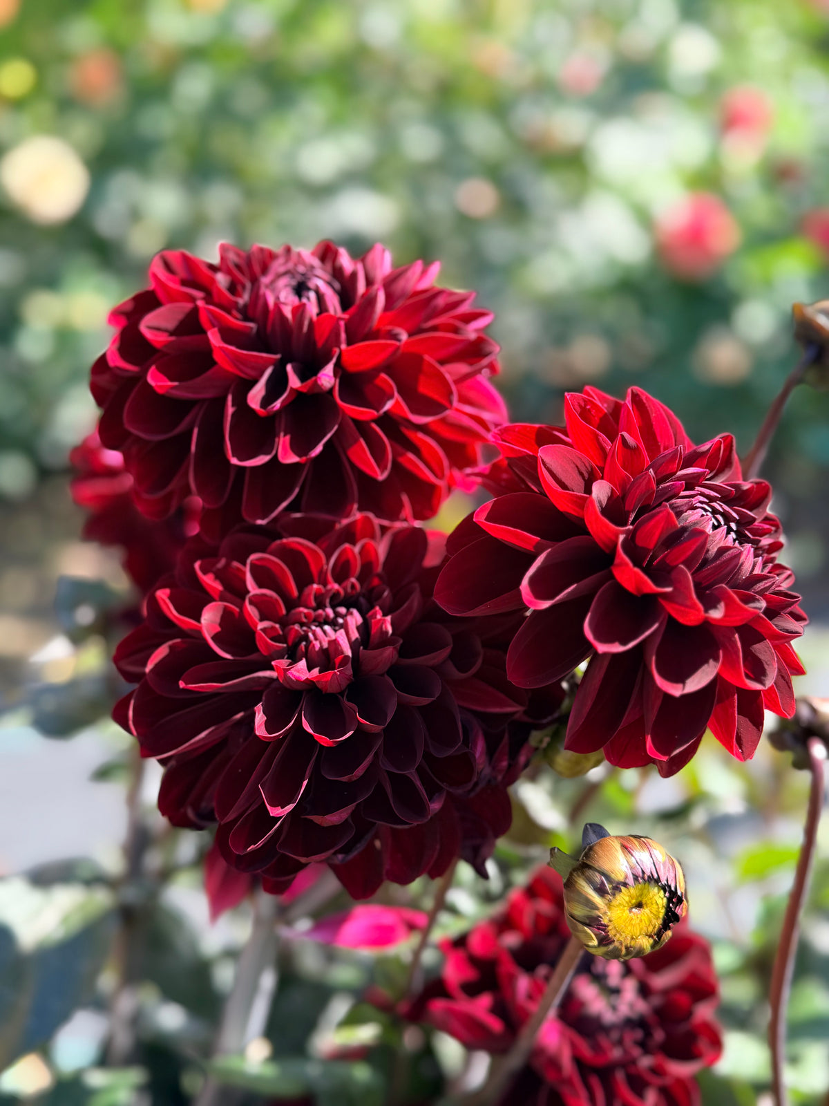 Dahlia Manoa