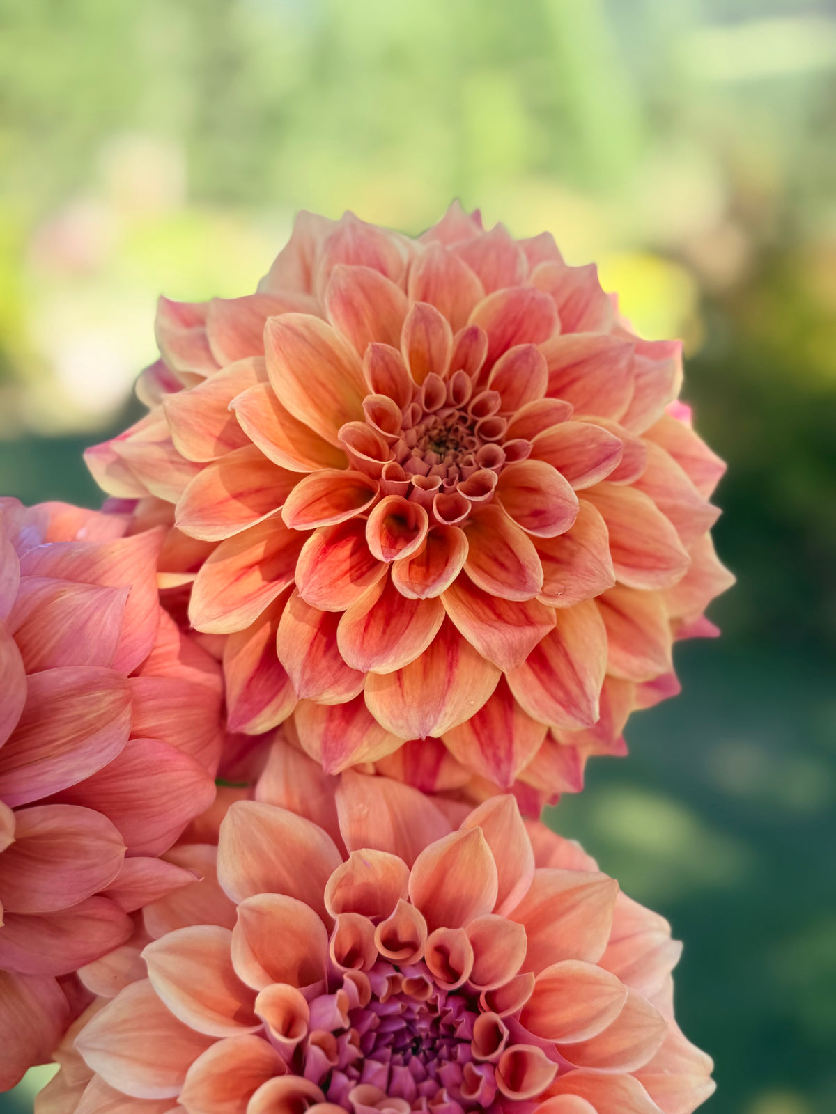 Dahlia Winkie Rhubarb