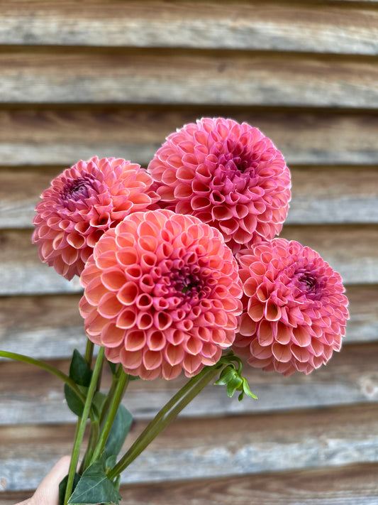 Dahlia Snoho Jojo