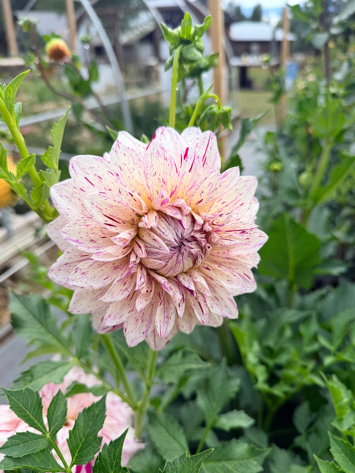 Dahlia Ash Blackberry Twist