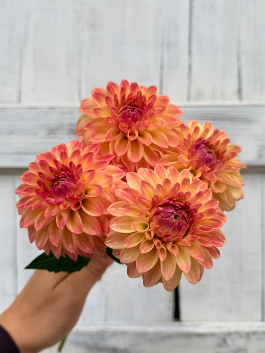 Dahlia Darbro Highland