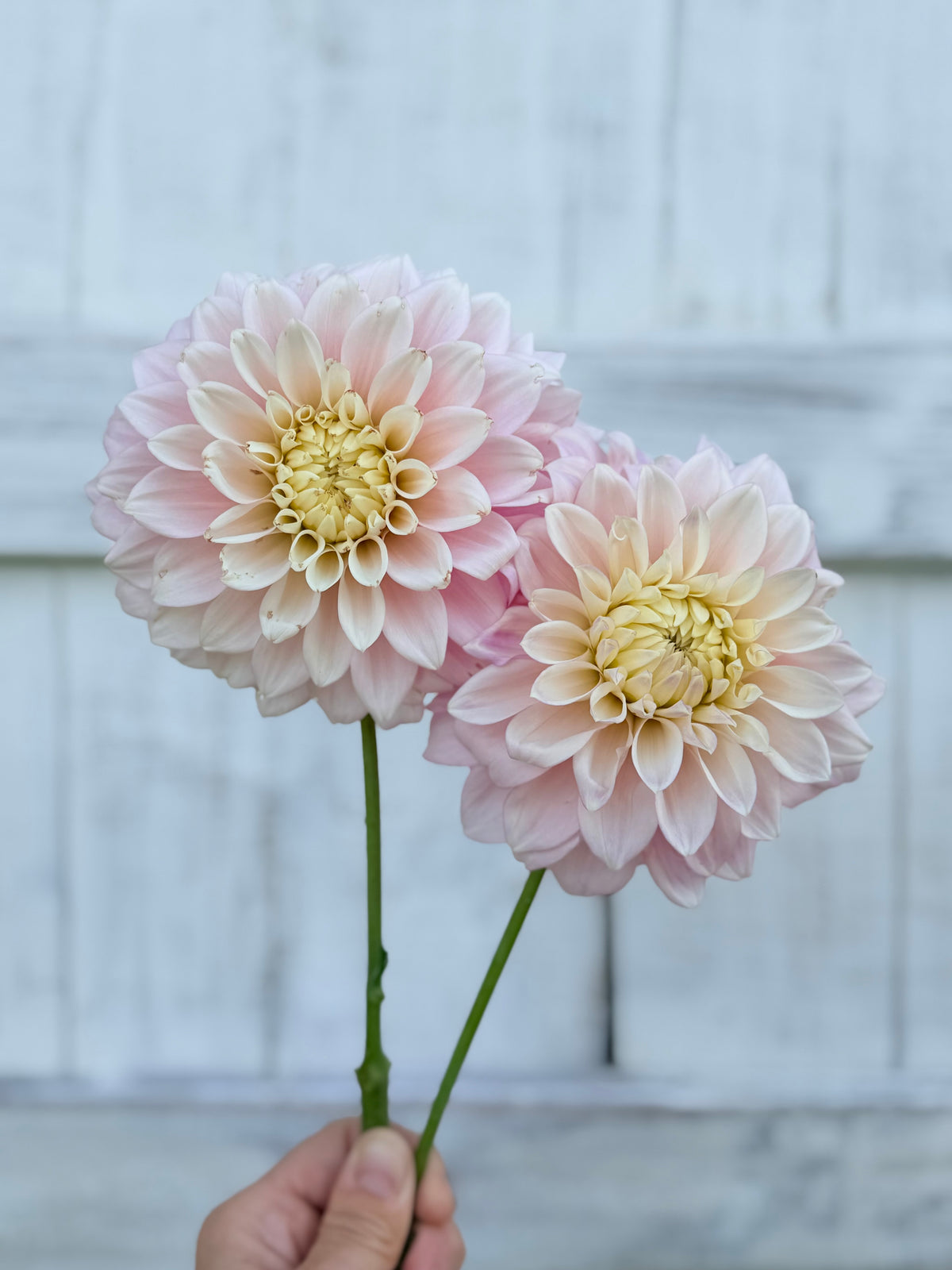 Dahlia Devon Seattle