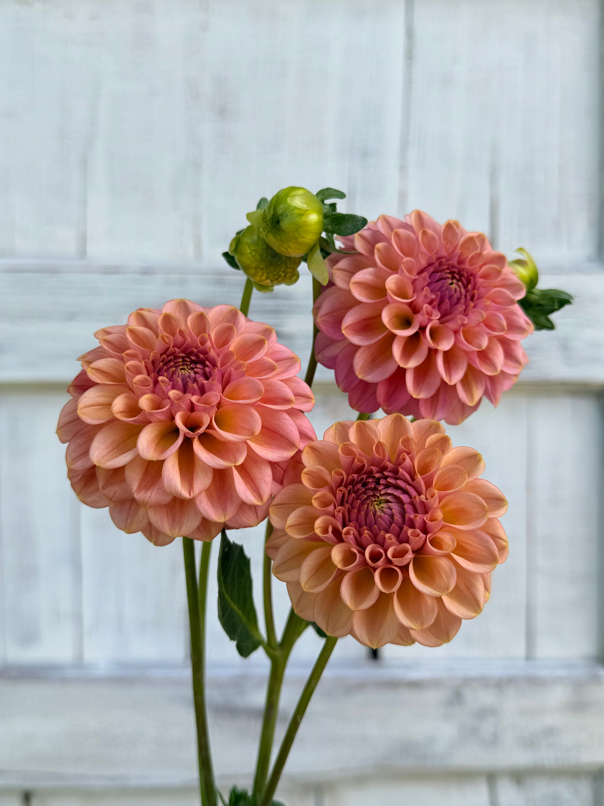 Dahlia Ferncliff Carefree