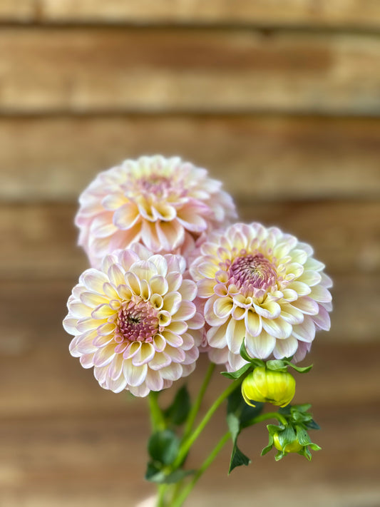Dahlia Arnside Rose