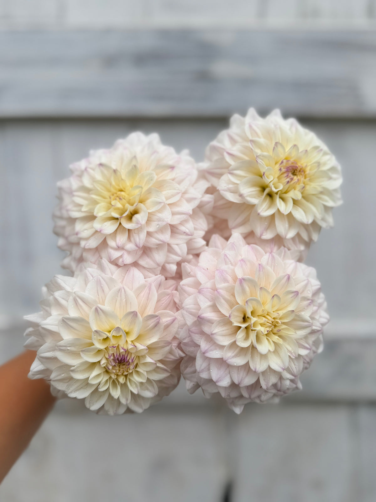 Dahlia RF Clara