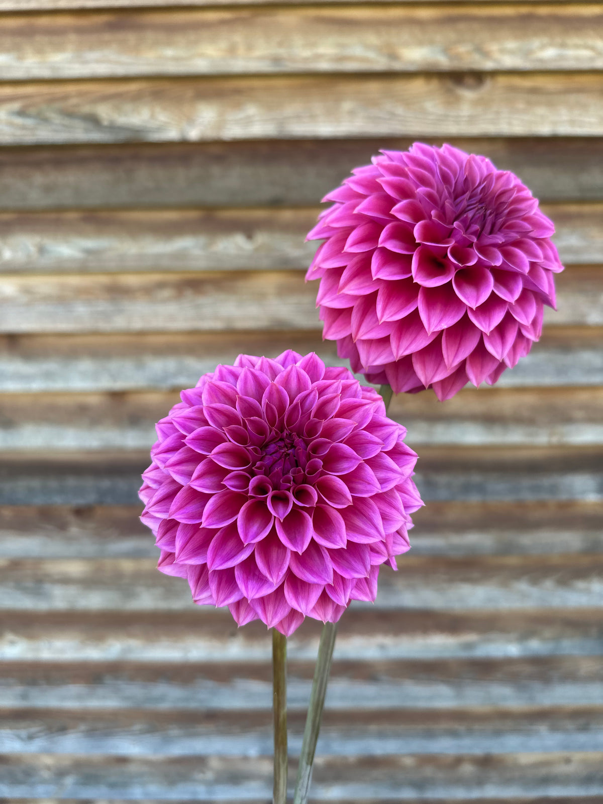 Dahlia Ferncliff Classy