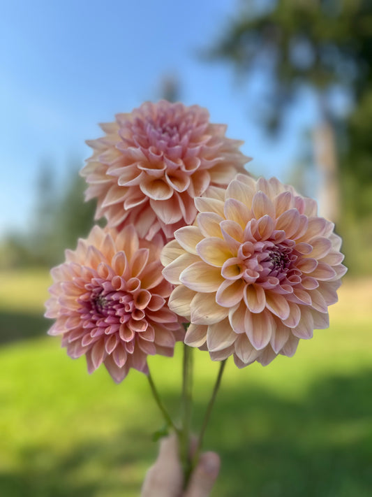 Dahlia Castle Drive