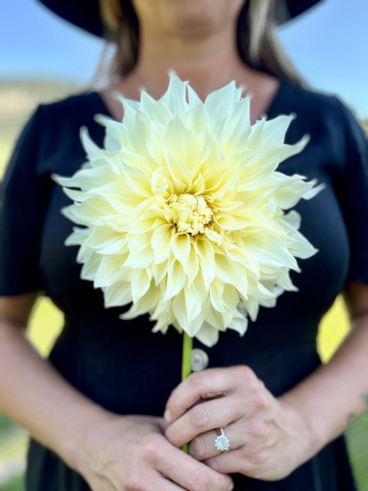 Dahlia Cafe Supreme