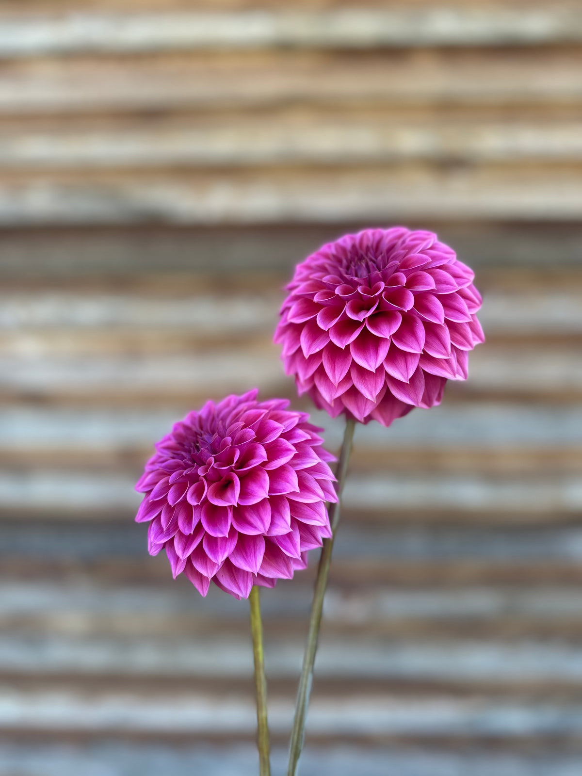 Dahlia Ferncliff Classy