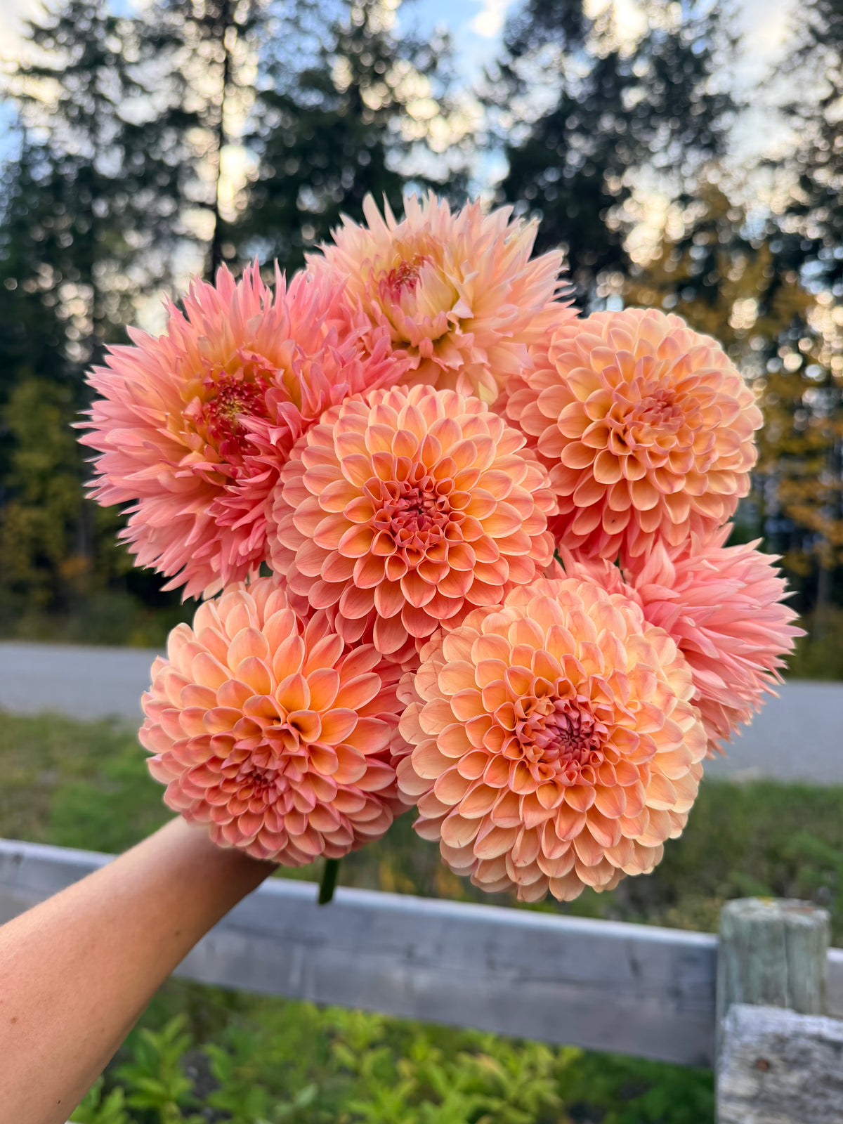 Dahlia Hapet Salmon