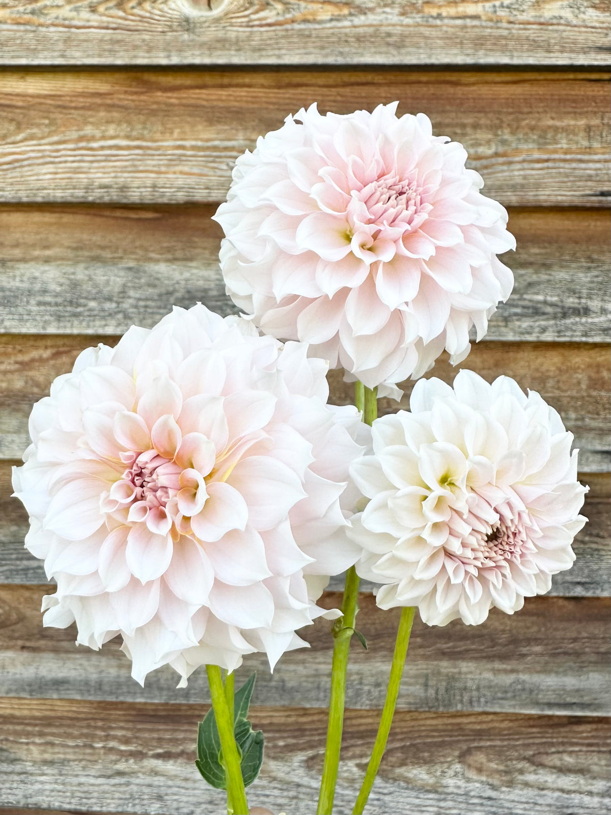 Dahlia Levi's Opal Twist