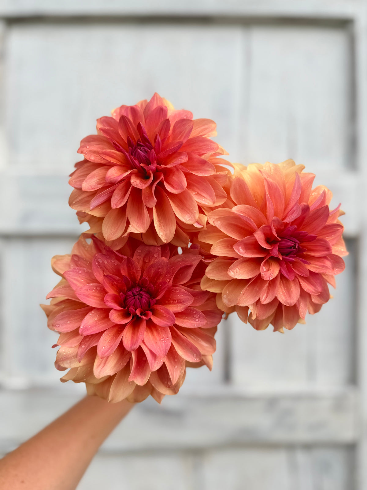 Dahlia RF Georgia