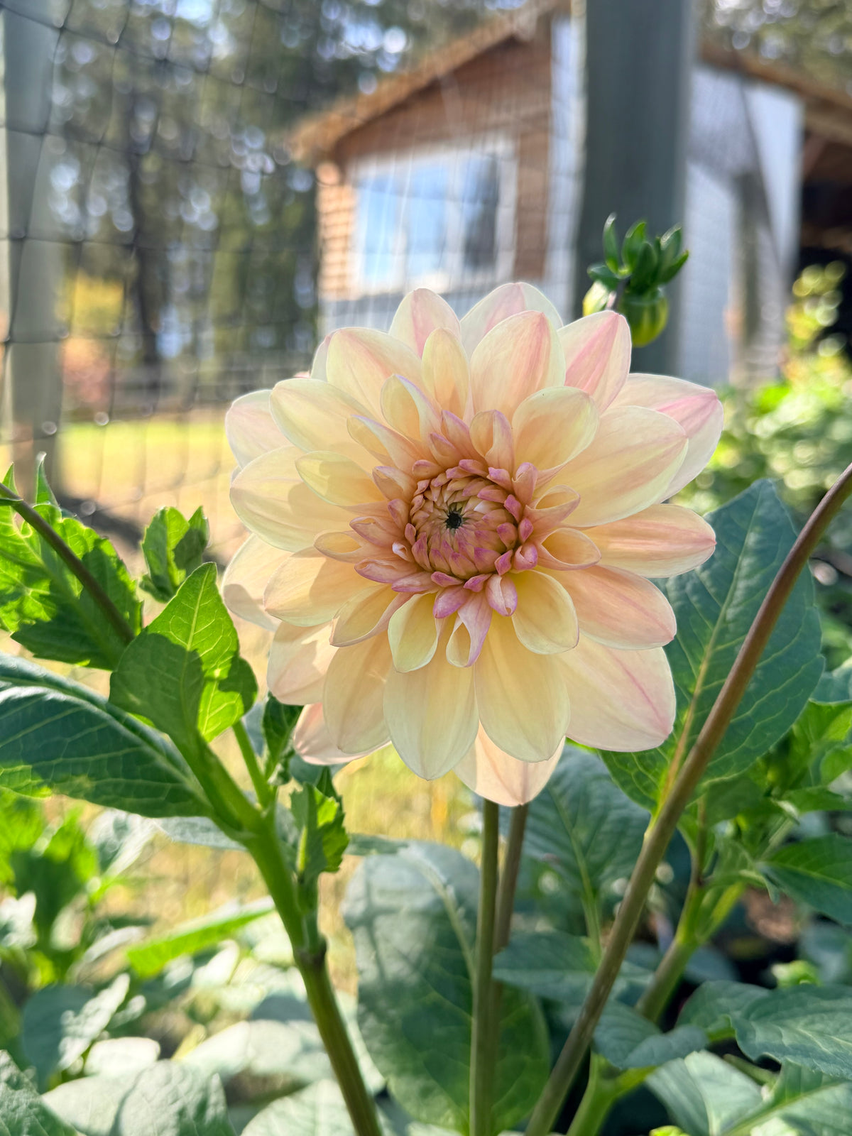 Dahlia Tropical Dream
