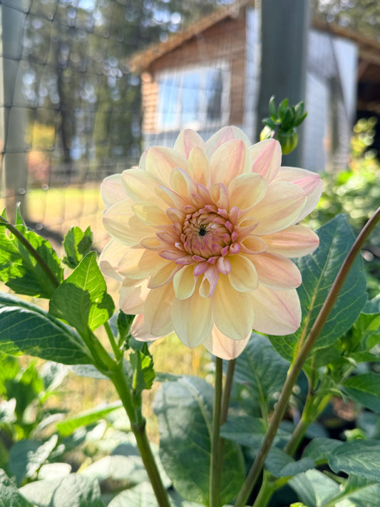 Dahlia Tropical Dream