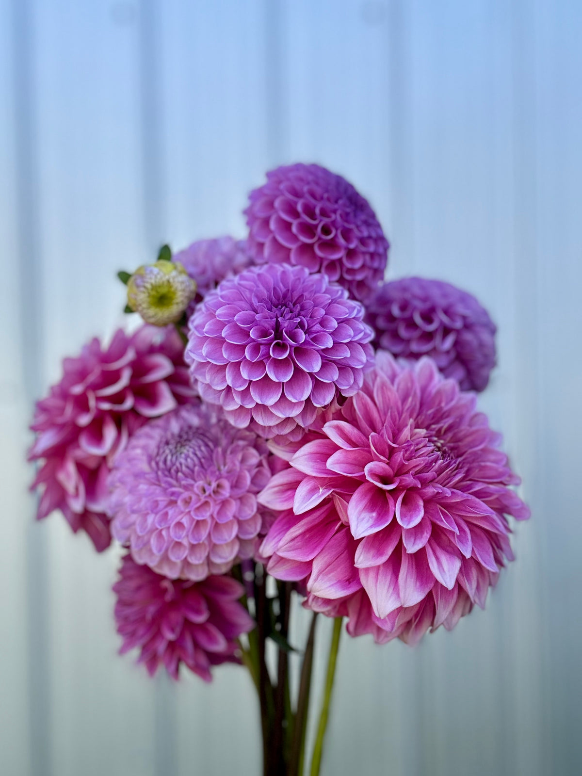 Dahlia Bargaly Blush