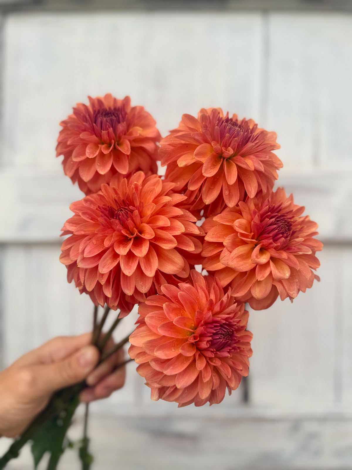 Dahlia Clearview Pataha