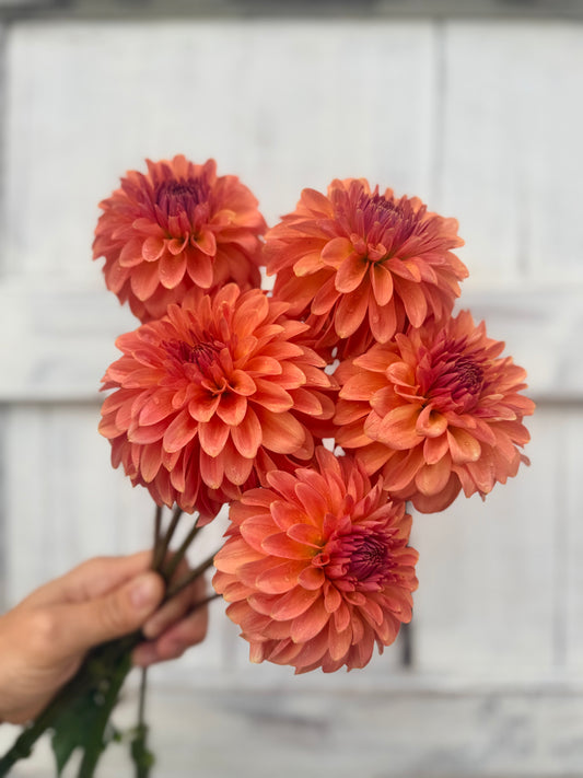 Dahlia Clearview Pataha