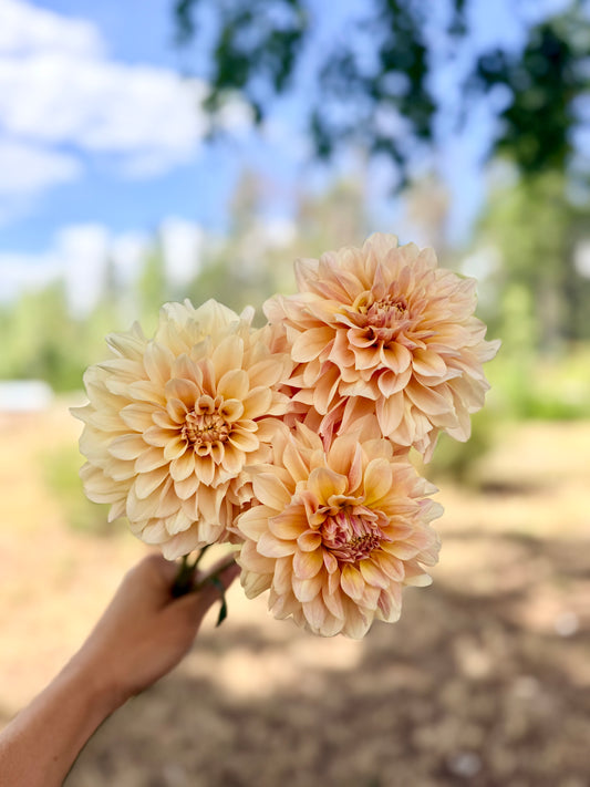 Dahlia Lee's Cookie