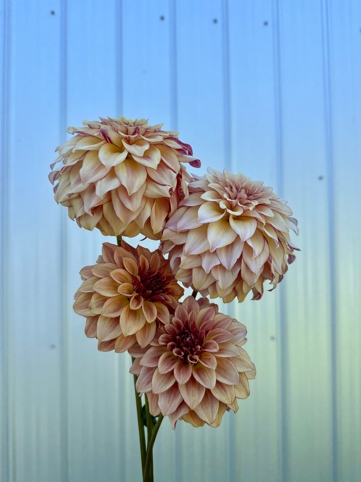 Dahlia SC Mocha Katie *CUTTING ONLY*