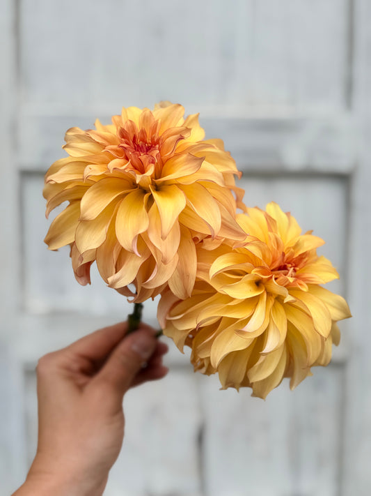 Dahlia Hapet Poesie