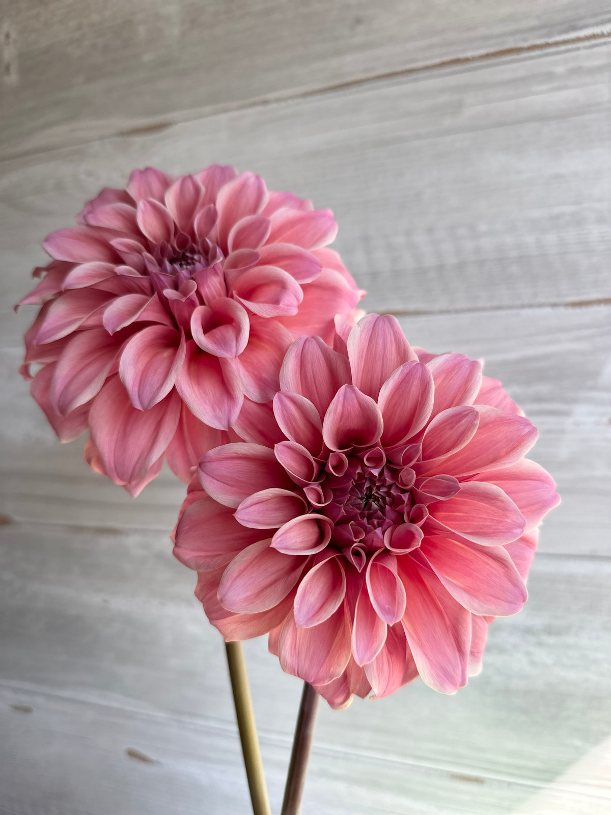 Dahlia Bracken Accord *CUTTING ONLY*