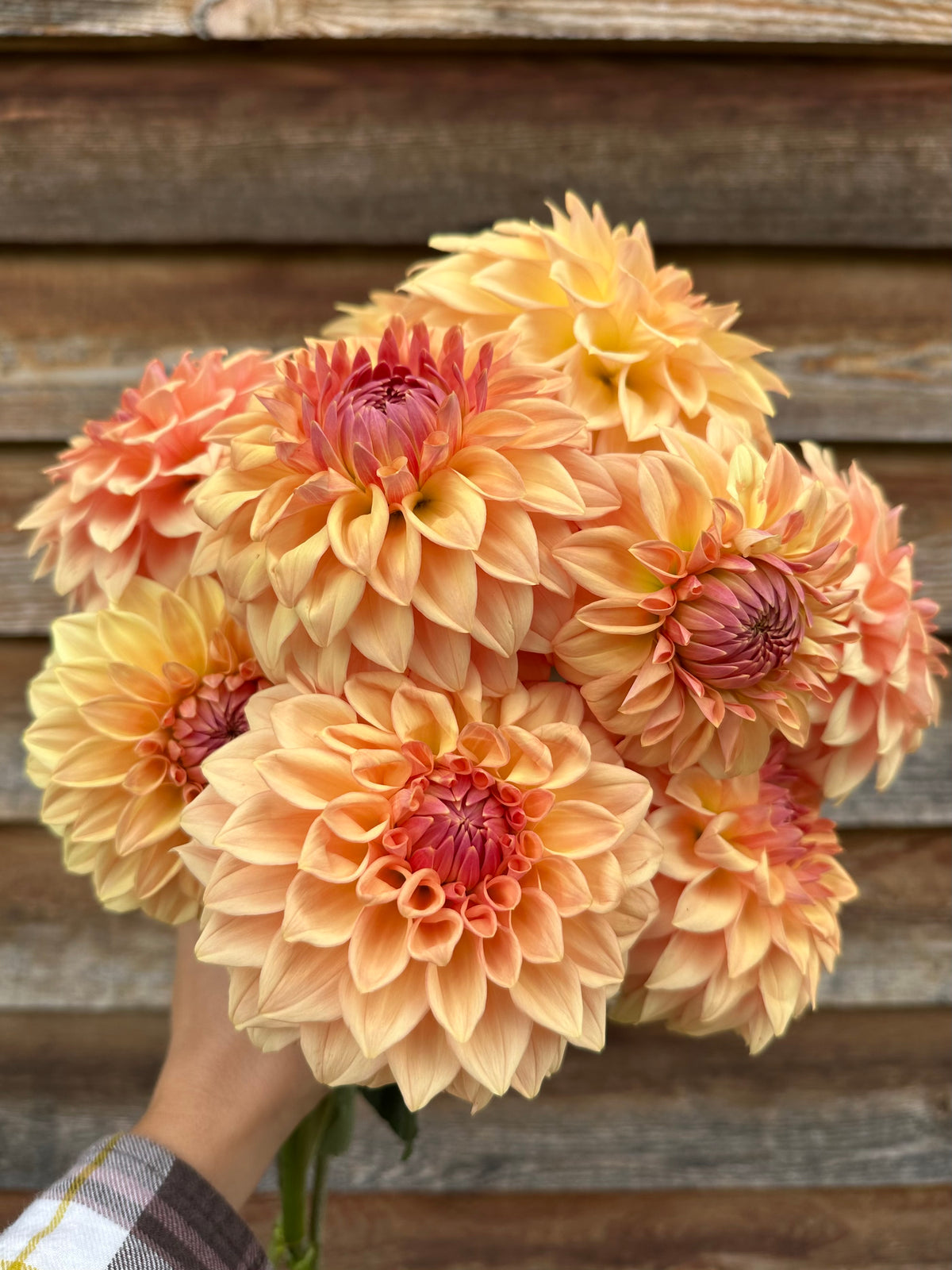 Dahlia Bloomquist Alan