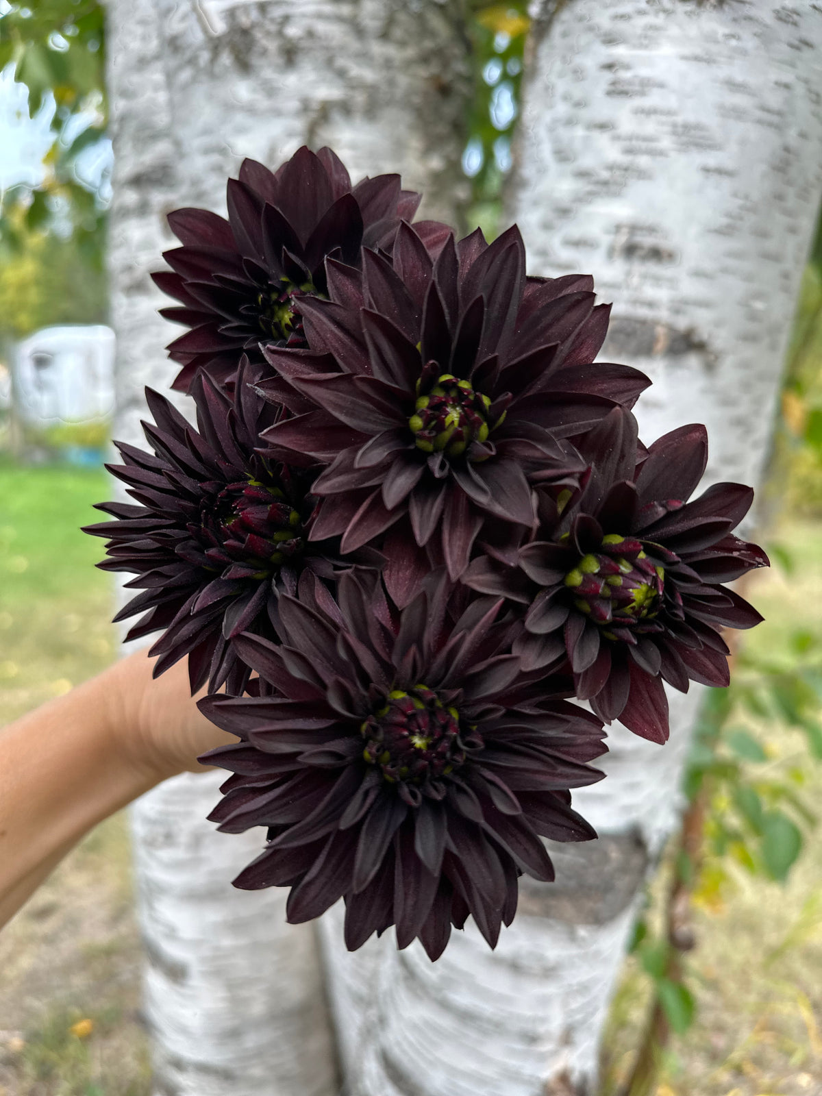 Dahlia Czarny Charakter