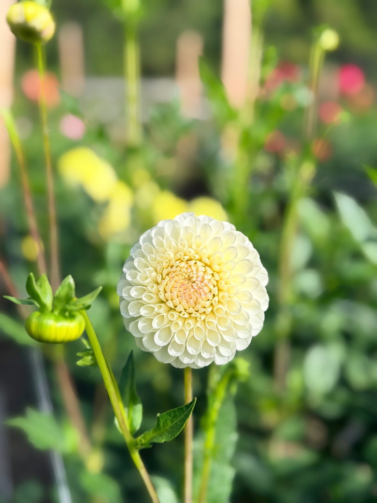 Dahlia 20th Ave Tradition