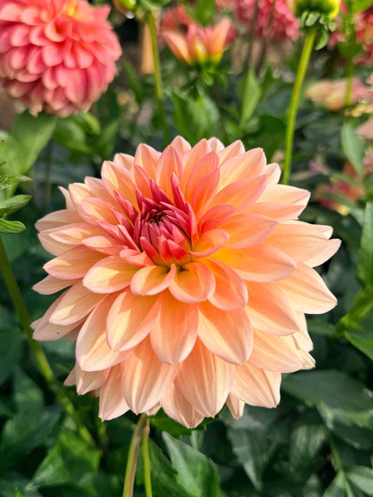 Dahlia Echo Jose