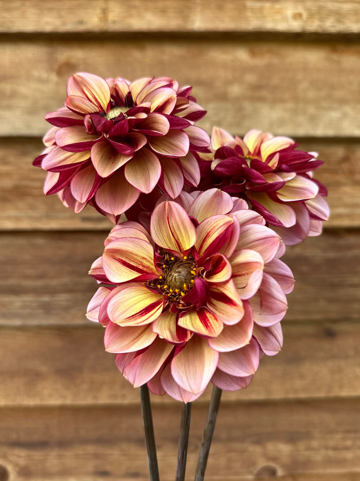 Dahlia Senior's Hope