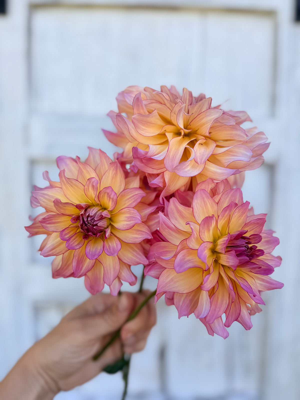 Dahlia AC Twisp