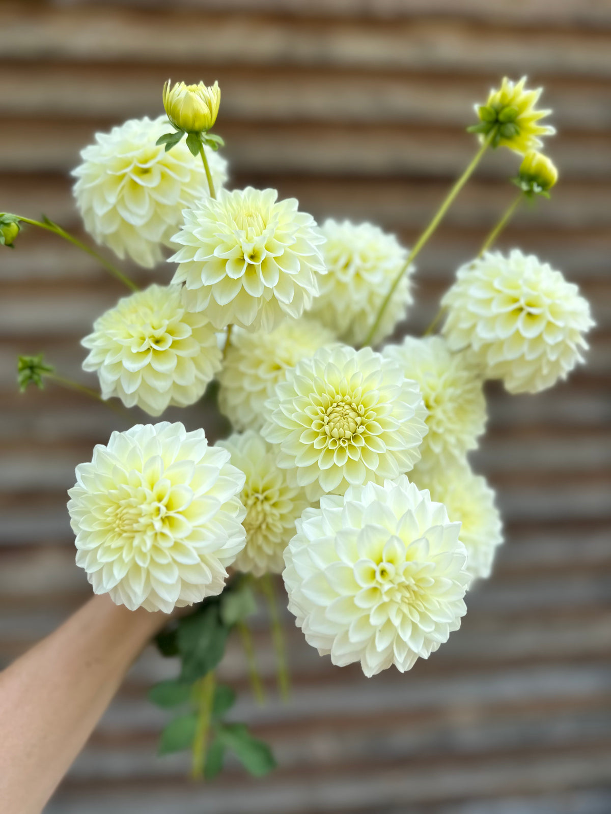 Dahlia Skeena Willow