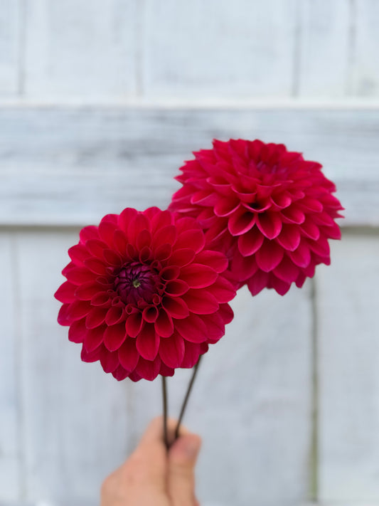 Dahlia Barbarry Triumph