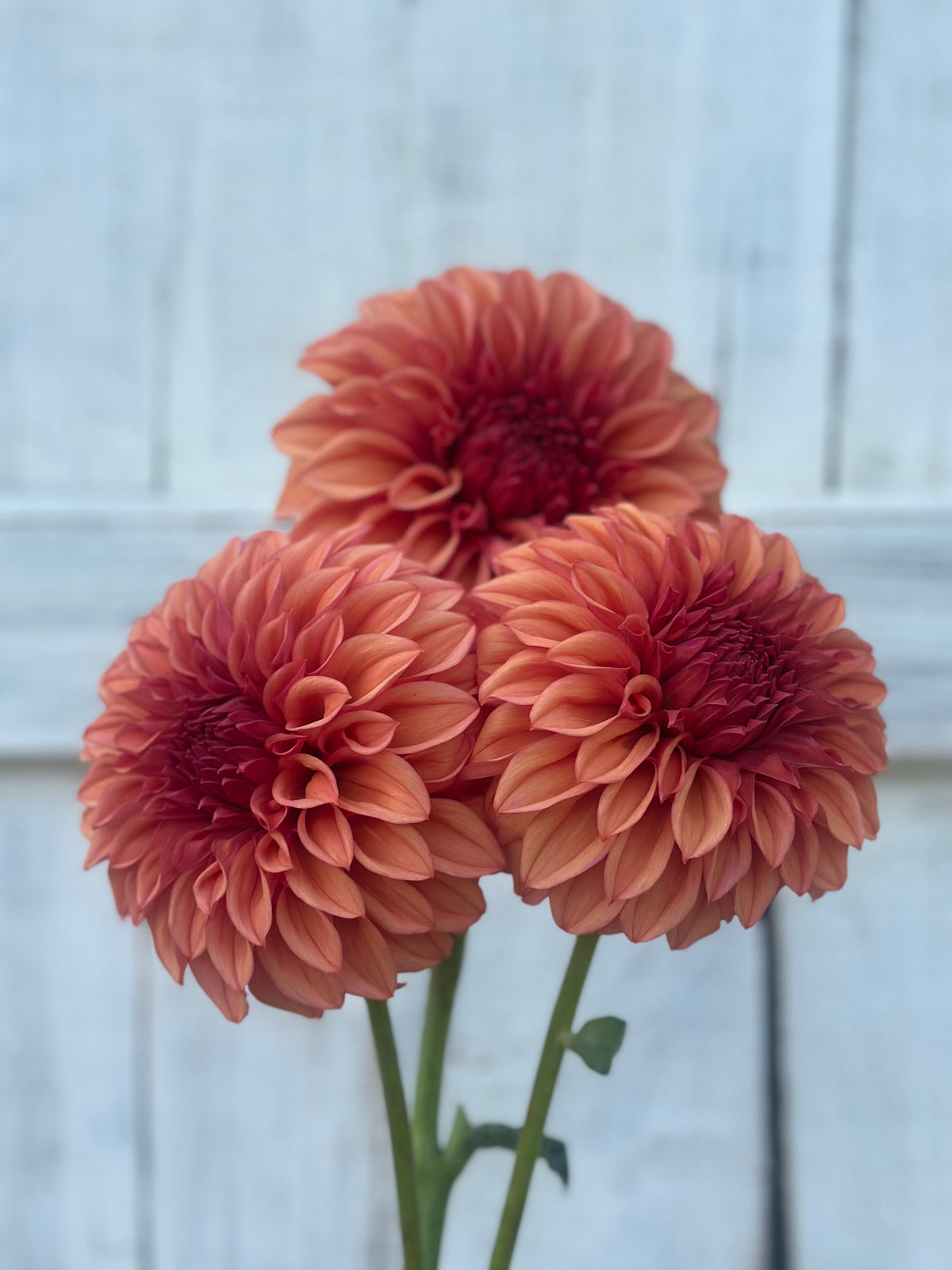 Dahlia Orange Globe