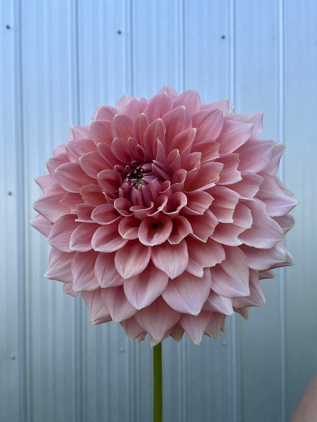Dahlia Lee's Peachy Keen